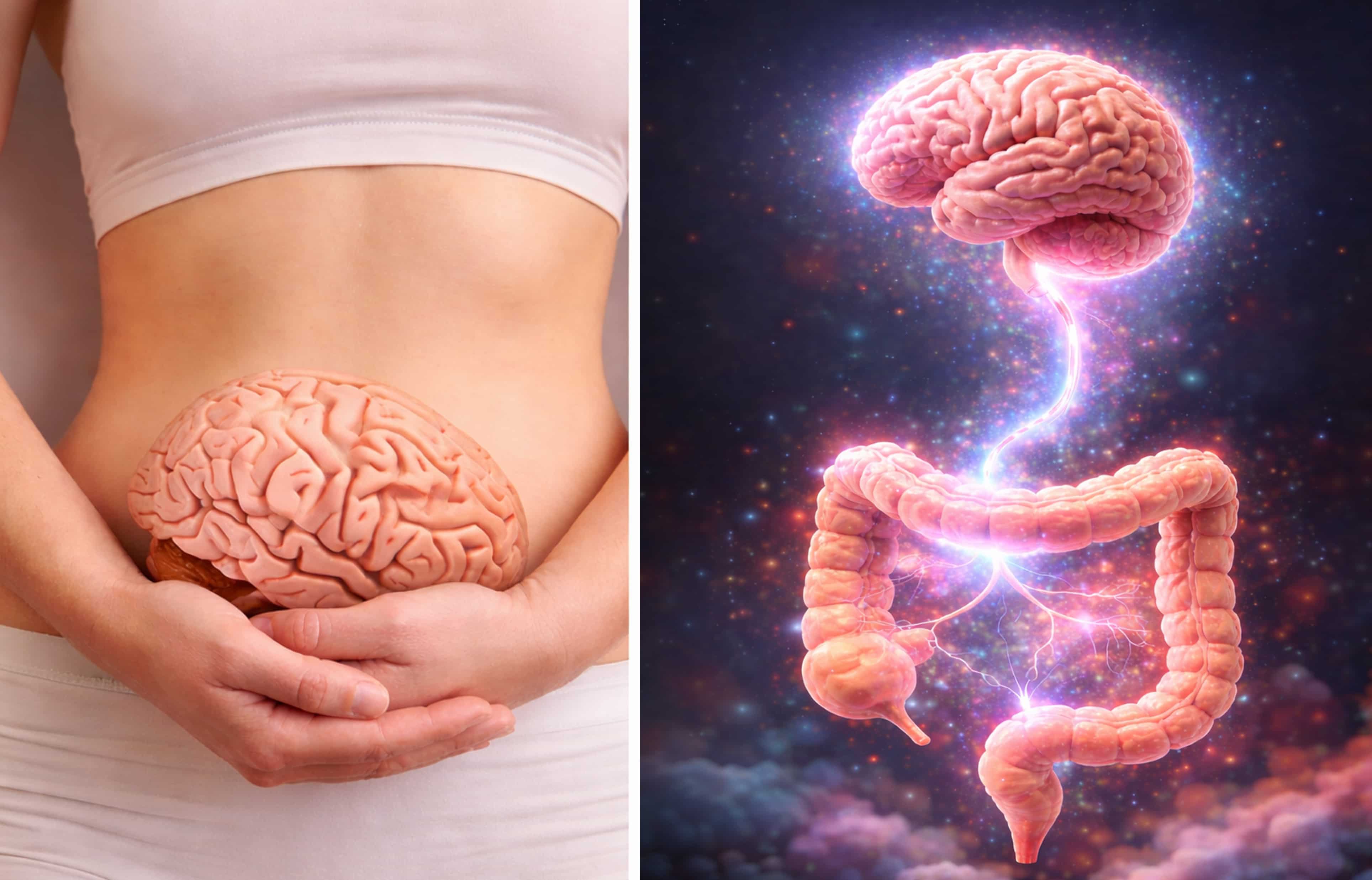 腸道是身體的第二個大腦?它如何影響全身健康?