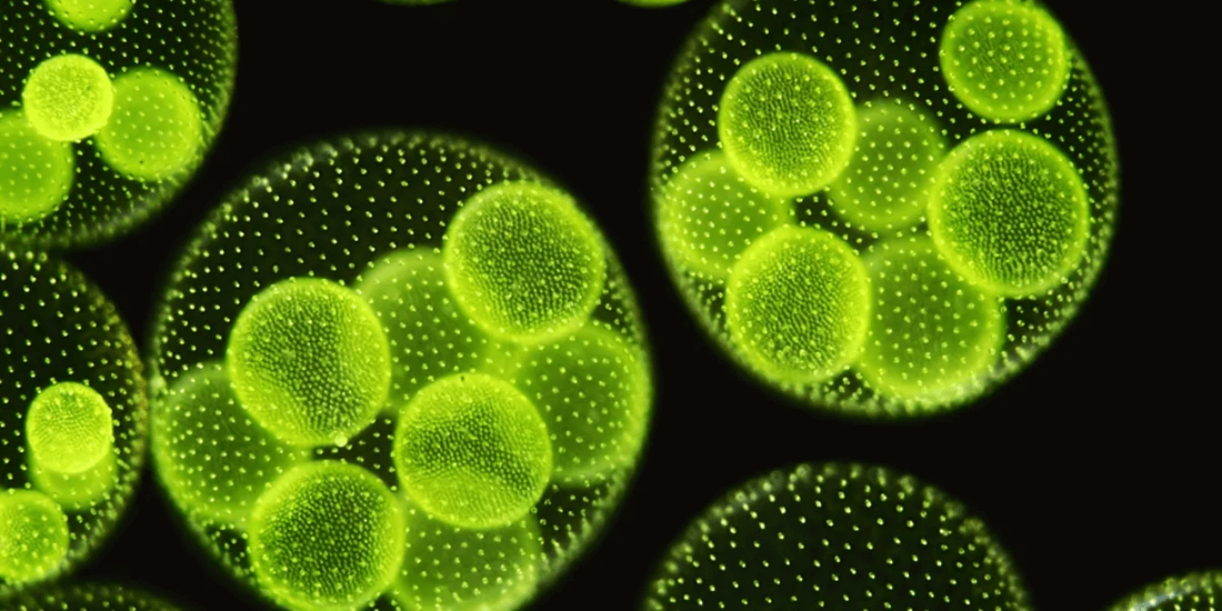 Algae OilDHA