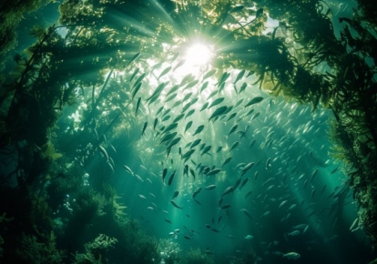 Omega-3可與維生素、鋅、鎂、鐵一起吃嗎？為什麼較少複方的Omega-3？