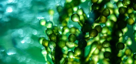 What's Algae Oil? Your Ultimate Omega-3 Source, Especially for Moms & Vegans